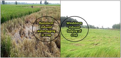 Global assessment of production benefits and risk reduction in agroforestry during extreme weather events under climate change scenarios
